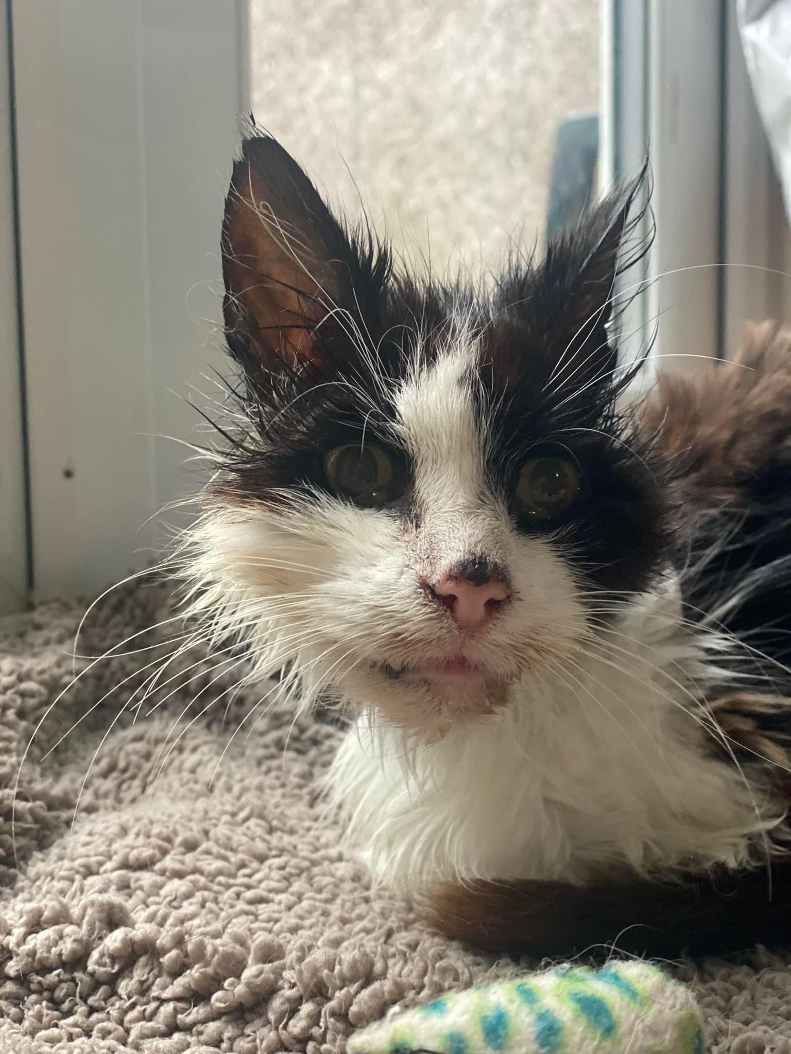 Help us build our own rescue – Brick by Brick! – Cats Guidance Rescue